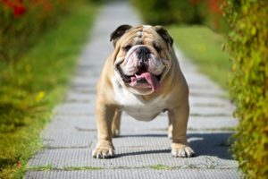 KC English Bulldog Rescue – A nonprofit rescue organization
