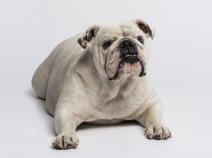 KC English Bulldog Rescue – A nonprofit rescue organization